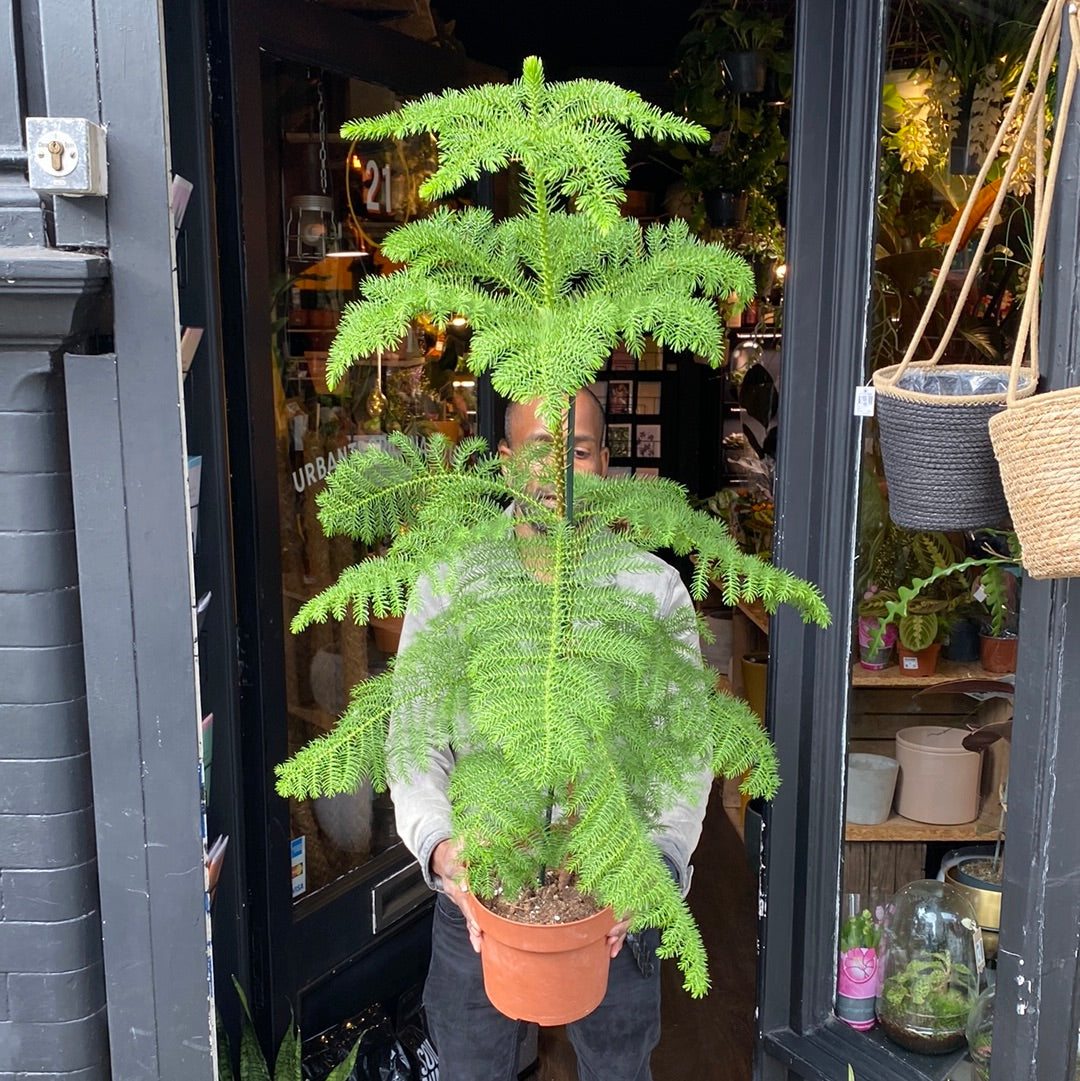 araucaria house plant Araucaria Heterophylla | Norfolk Island Pine - House Plants - Plant Shop