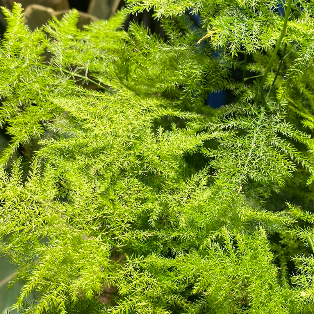 An Asparagus Setaceus plant also know as a Asparagus Fern inside of Urban Tropicana&