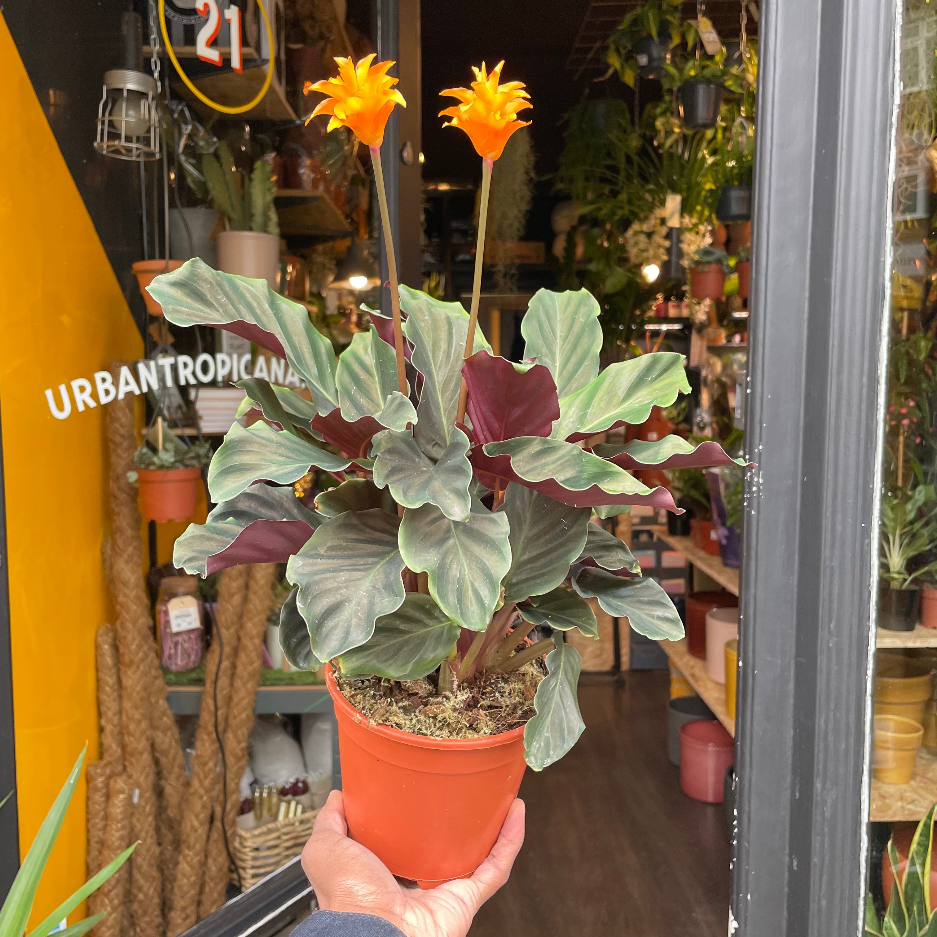 Calathea Crocata - House Plants - Plant Shop
