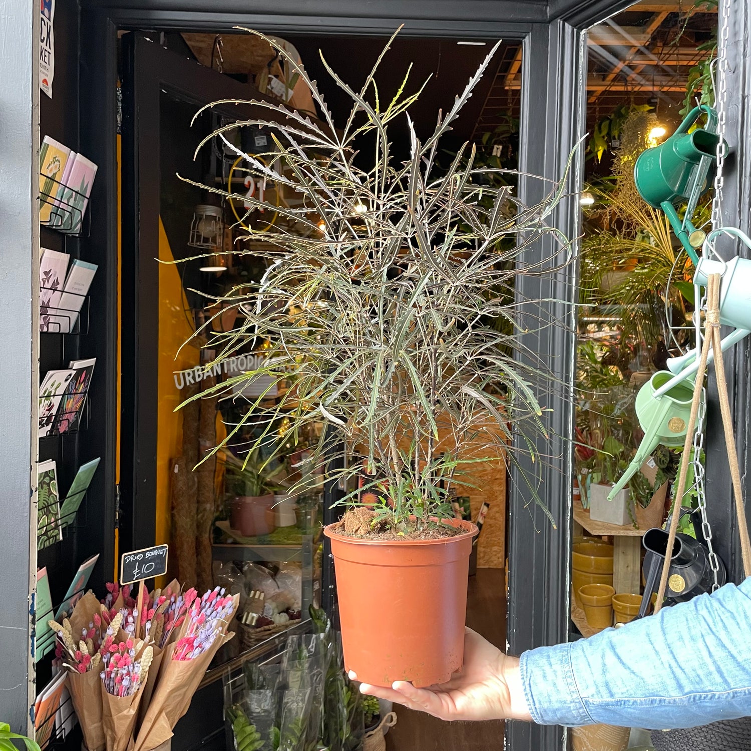 A Dizygotheca Elegantissima plant also known as a False Aralia Plant in front of Urban Tropicana&