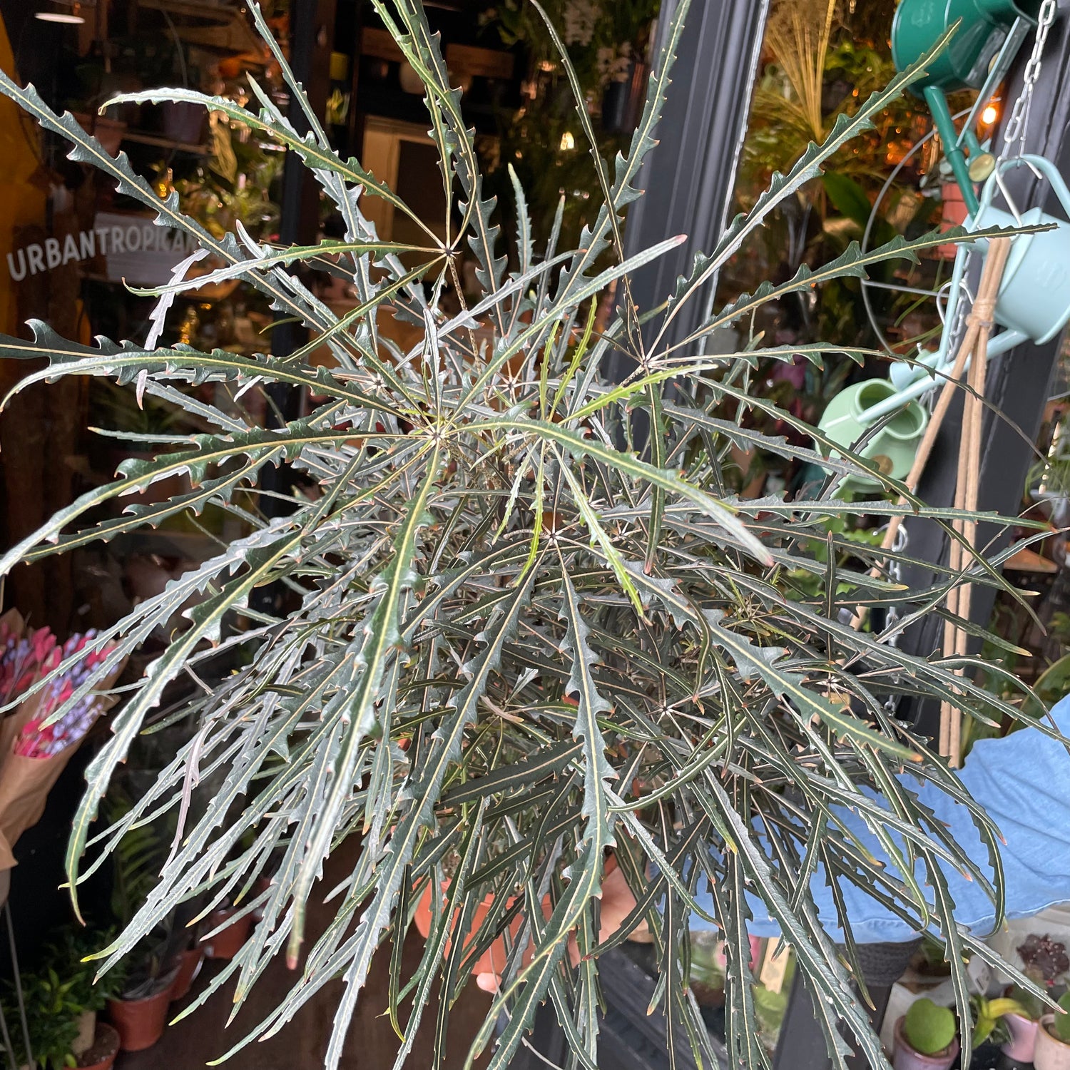 A Dizygotheca Elegantissima plant also known as a False Aralia Plant in front of Urban Tropicana&