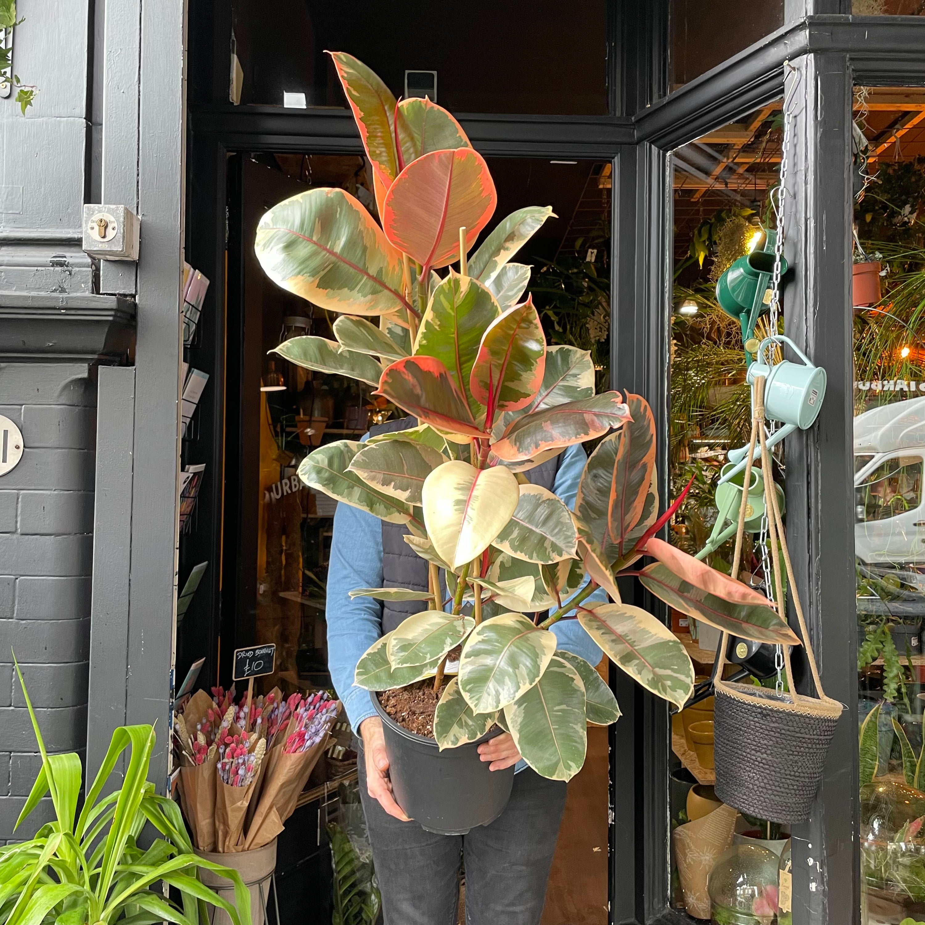 A Ficus Belize plant also known as a Pink Rubber Plant in front of Urban Tropicana&