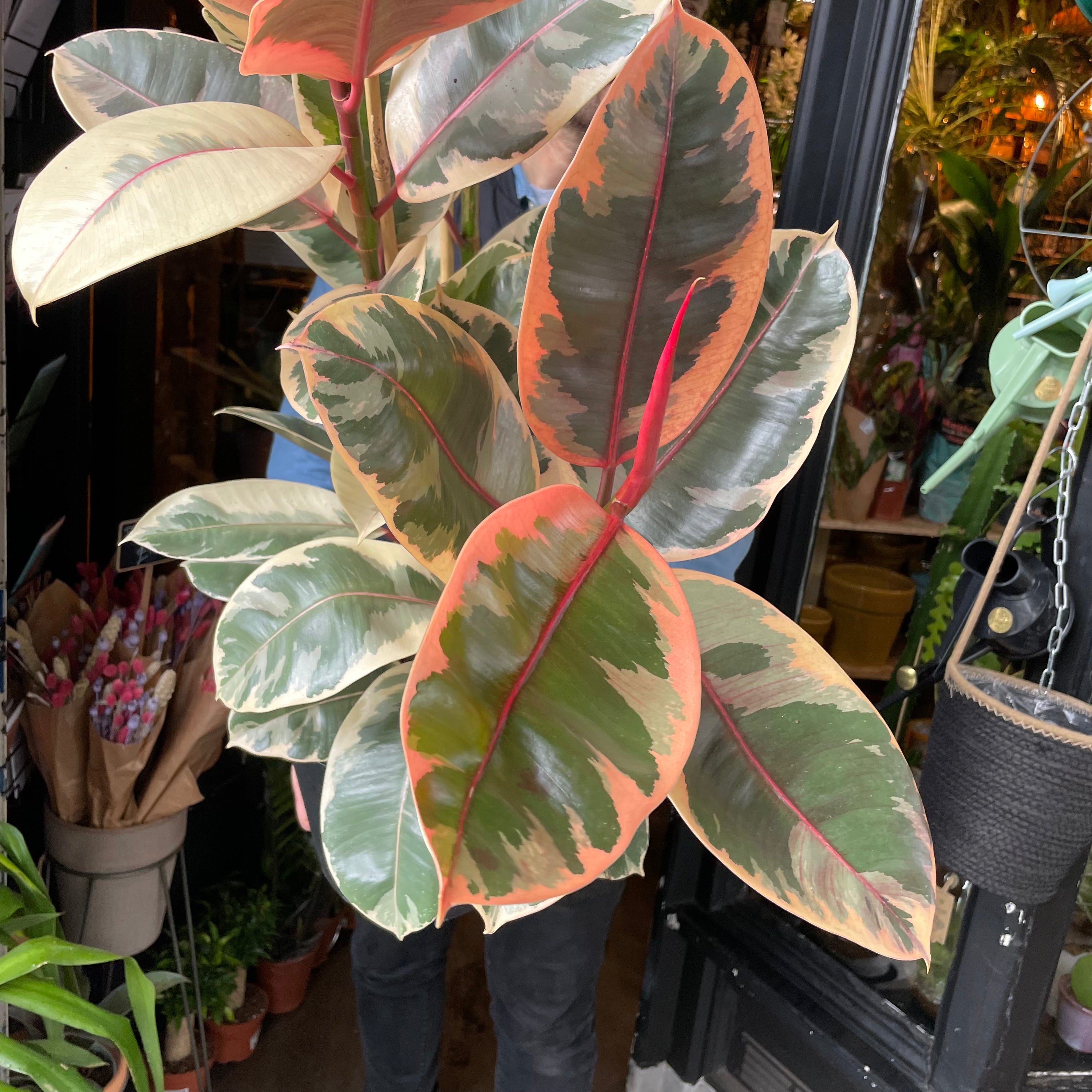 A Ficus Belize plant also known as a Pink Rubber Plant in front of Urban Tropicana&