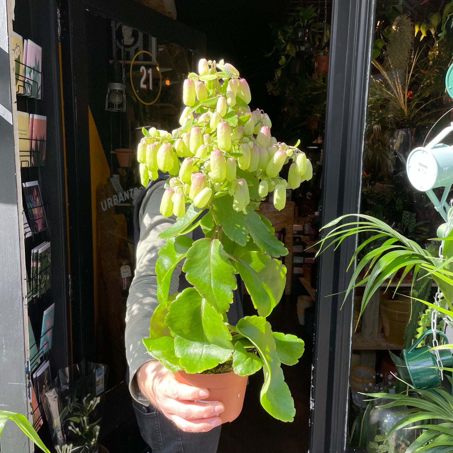 A Kalanchoe Magic Bellsplant also known as a Kalanchoe Mirabell in front of Urban Tropicana&