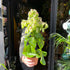 A Kalanchoe Magic Bellsplant also known as a Kalanchoe Mirabell in front of Urban Tropicana&