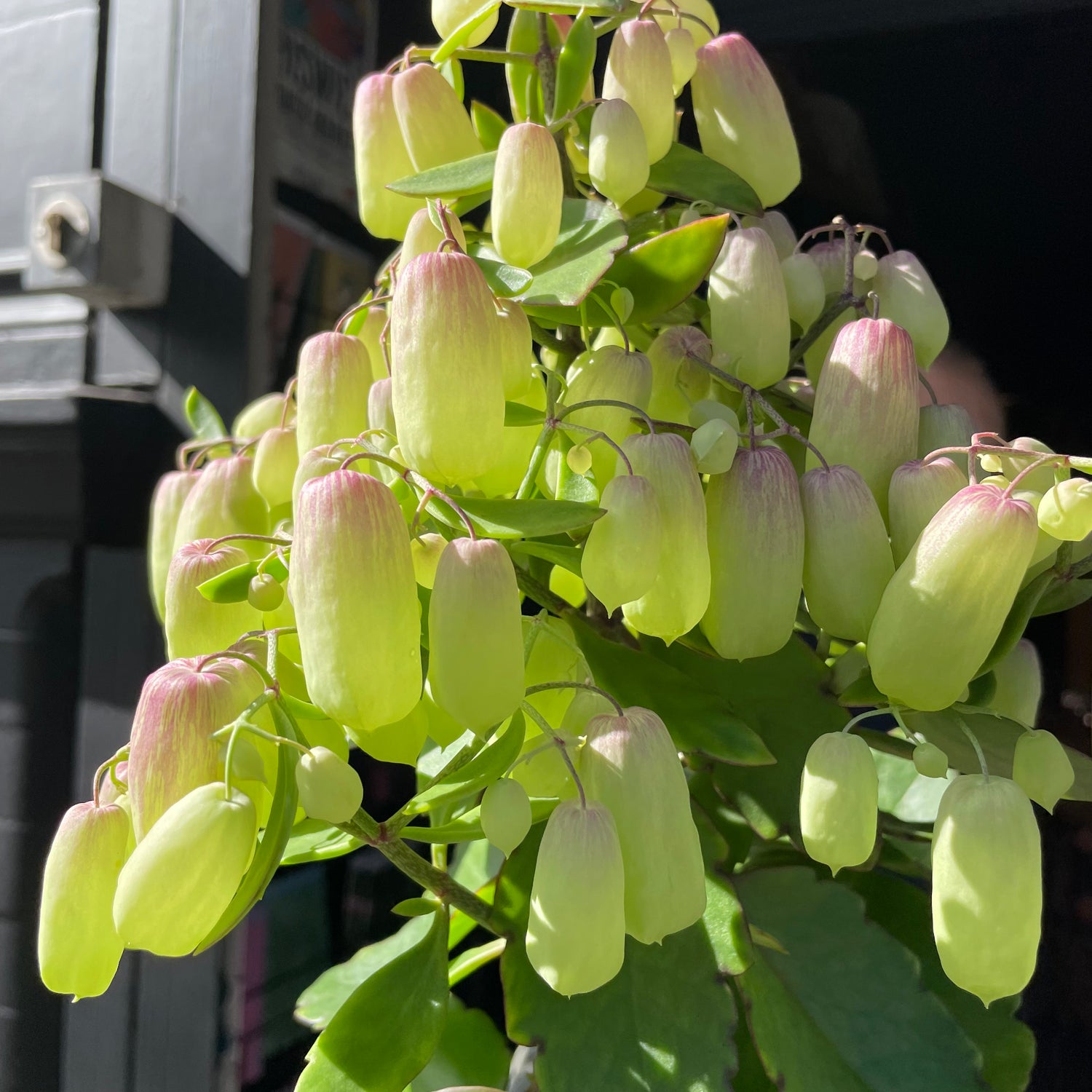A Kalanchoe Magic Bellsplant also known as a Kalanchoe Mirabell in front of Urban Tropicana&