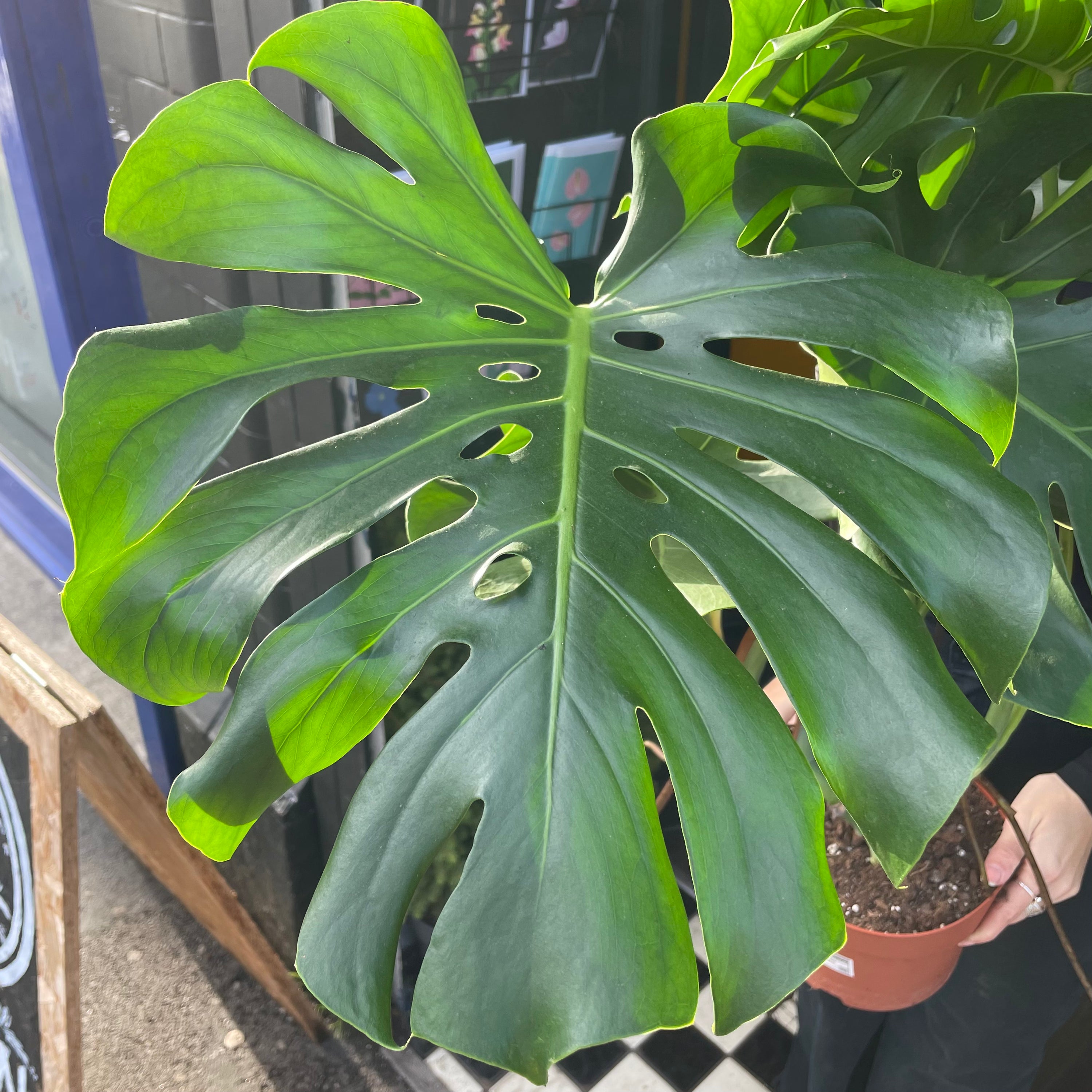 A Monstera Deliciosa plant, also know as a Swiss Cheese plant, in front of Urban Tropicana&
