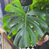 A Monstera Deliciosa plant, also know as a Swiss Cheese plant, in front of Urban Tropicana&
