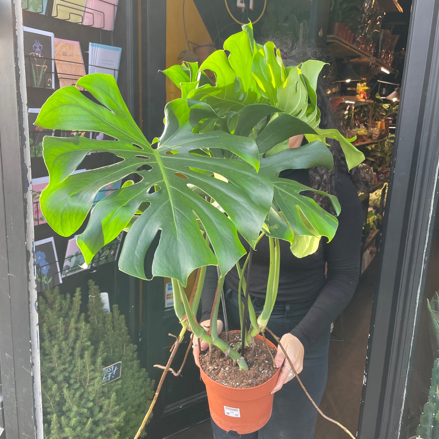 A Monstera Deliciosa plant, also know as a Swiss Cheese plant, in front of Urban Tropicana&