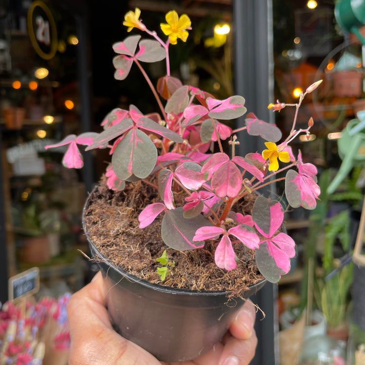 Oxalis ‘Vulcan Pink’ in front Urban Tropicana&