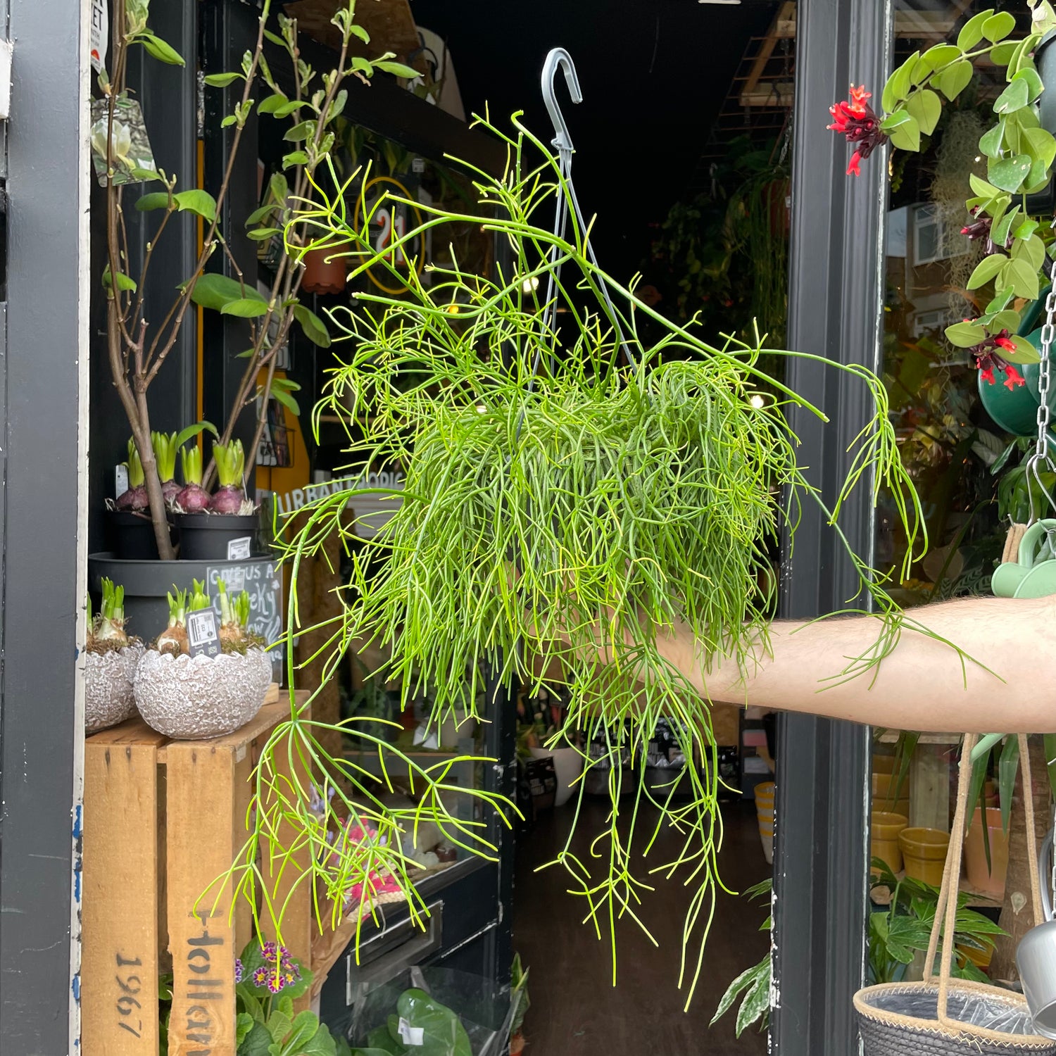 A Rhipsalis plant also know as a type of cactus or succulent in front of Urban Tropicana&