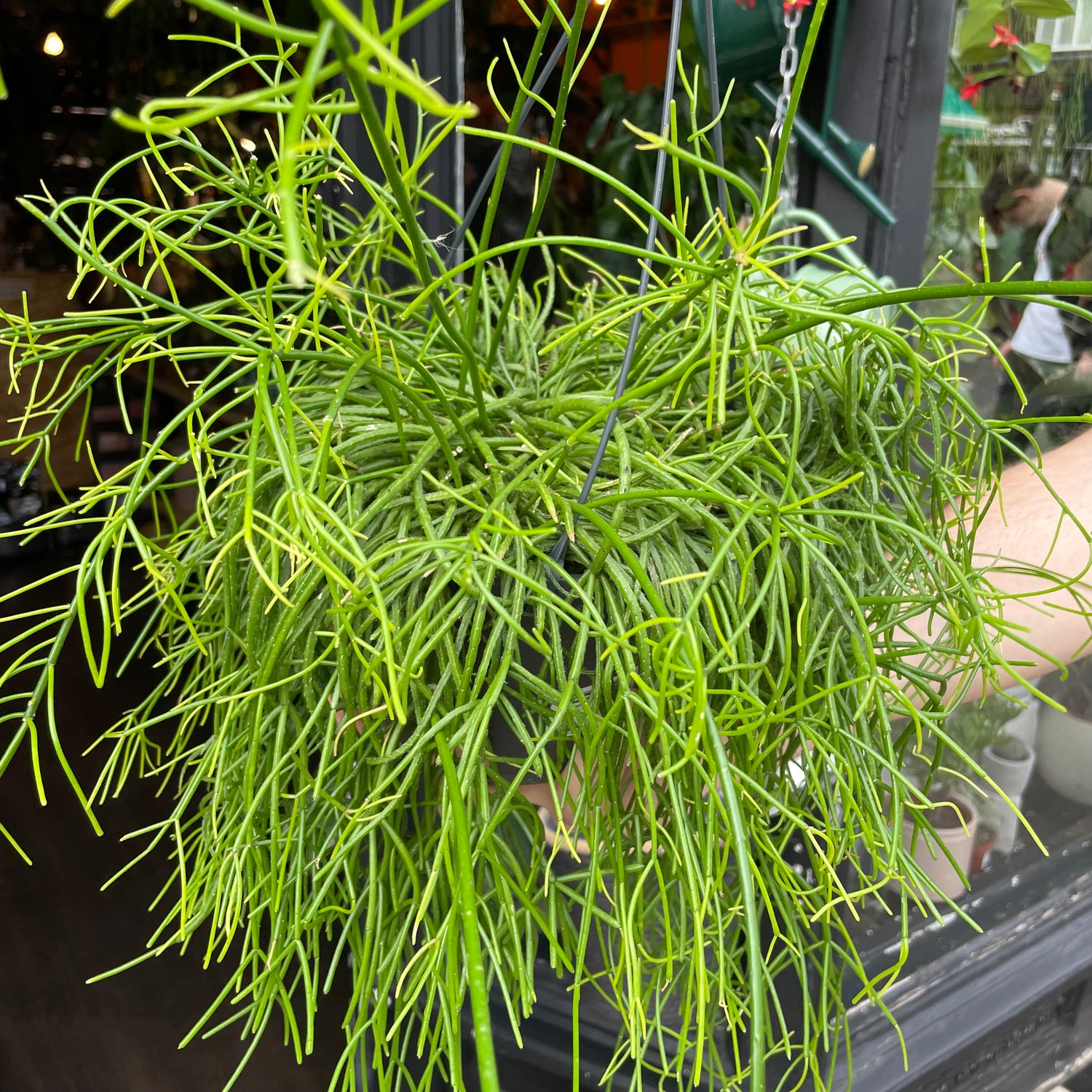 A Rhipsalis plant also know as a type of cactus or succulent in front of Urban Tropicana&