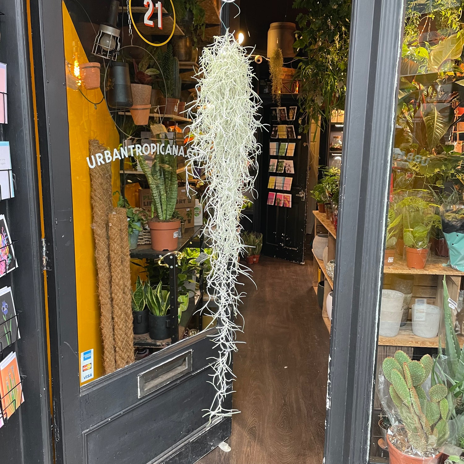 A Tillandsia Usneoides plant also known as a Spanish Moss in front of Urban Tropicana&