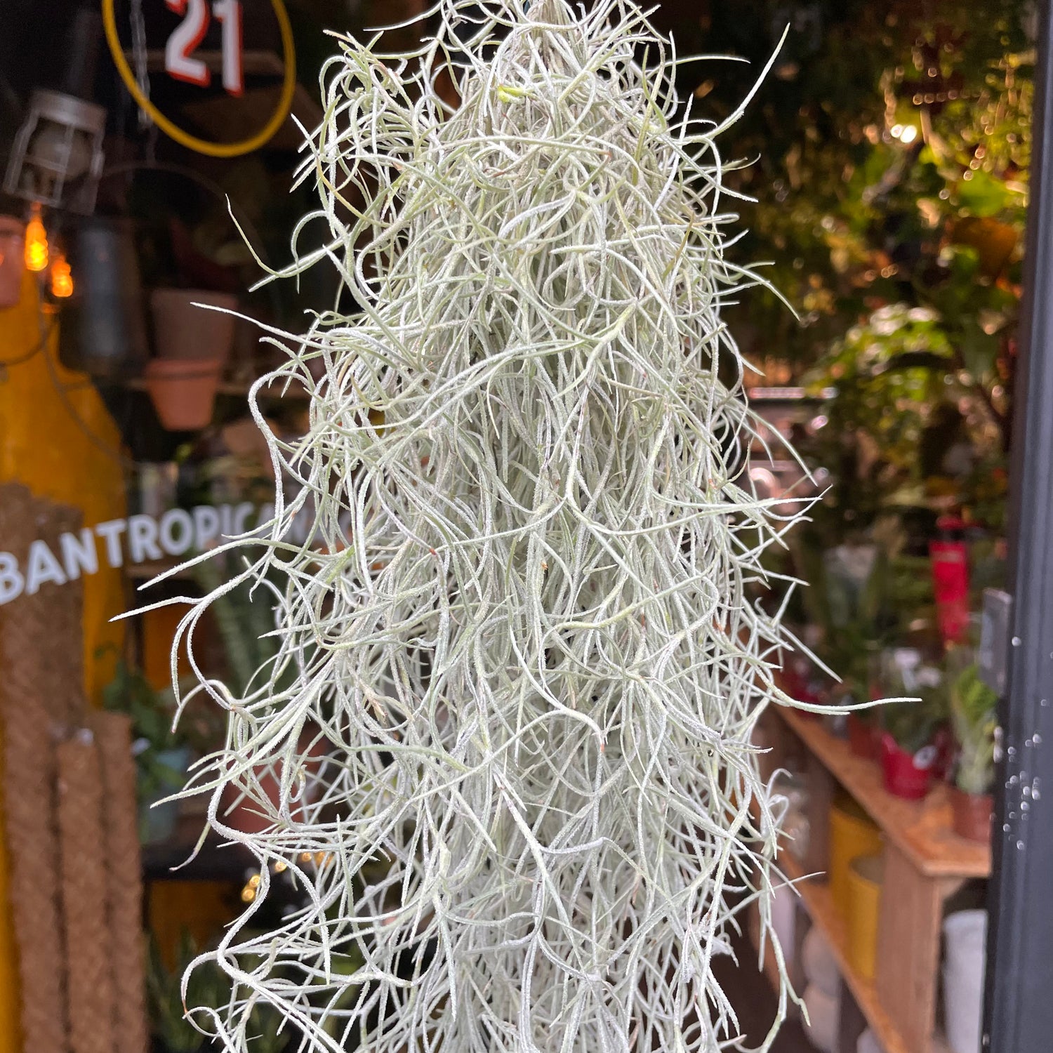 A Tillandsia Usneoides plant also known as a Spanish Moss in front of Urban Tropicana&