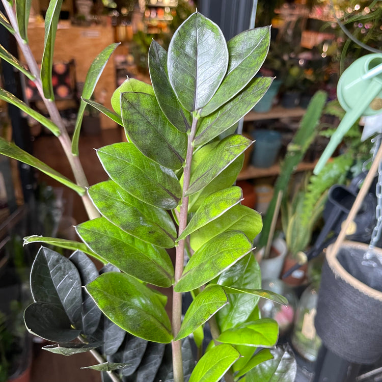 A Zamioculcas Zamiifolia Raven plant also known as Black ZZ plant in front of Urban Tropicana&