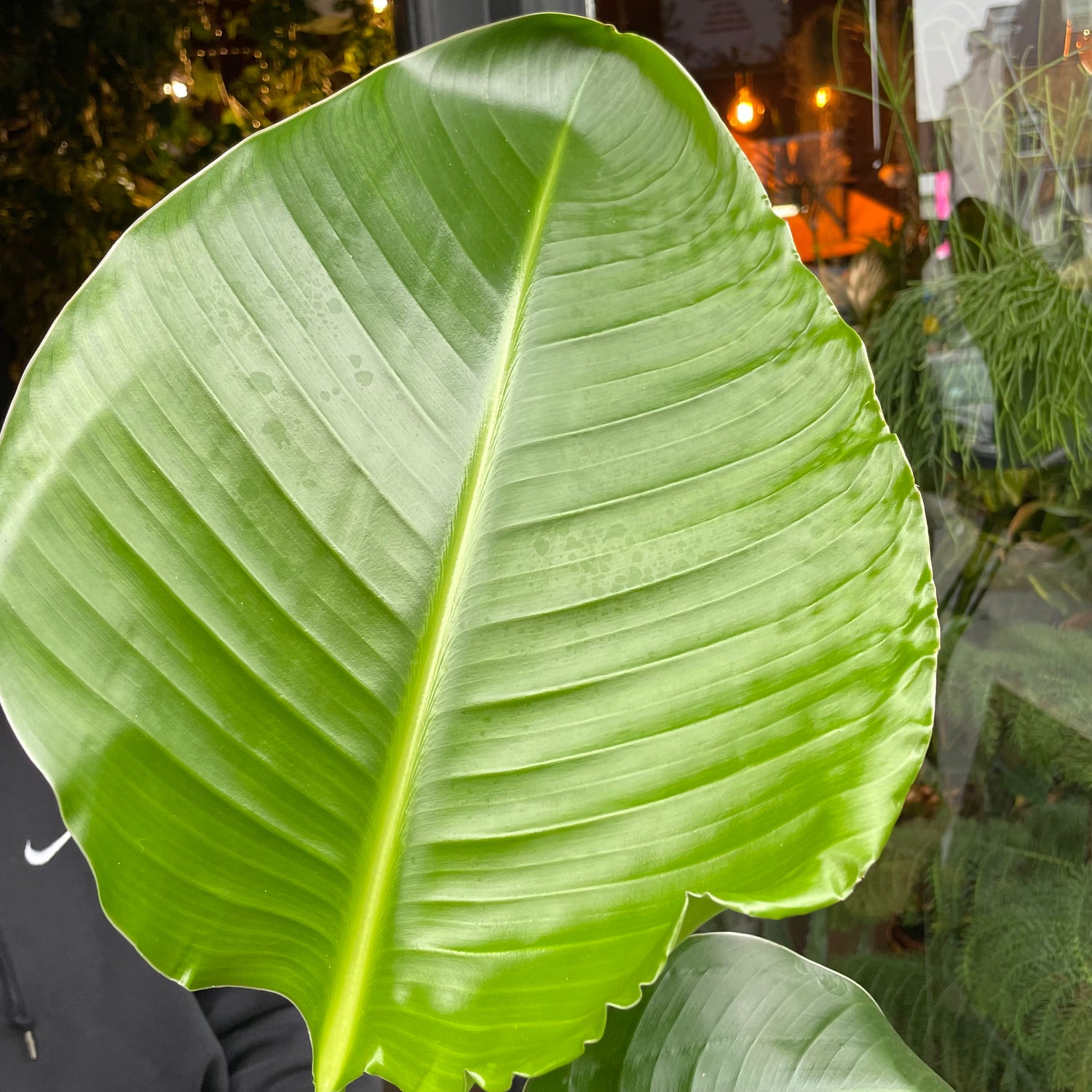 Strelitzia Nicolai, also known as Bird of Paradise, being held in front of Urban Tropicana’s store in Chiswick, London.