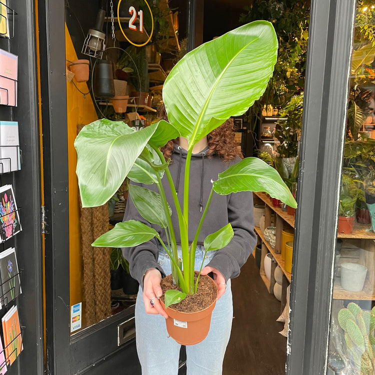 Strelitzia Nicolai, also known as Bird of Paradise, being held in front of Urban Tropicana’s store in Chiswick, London.
