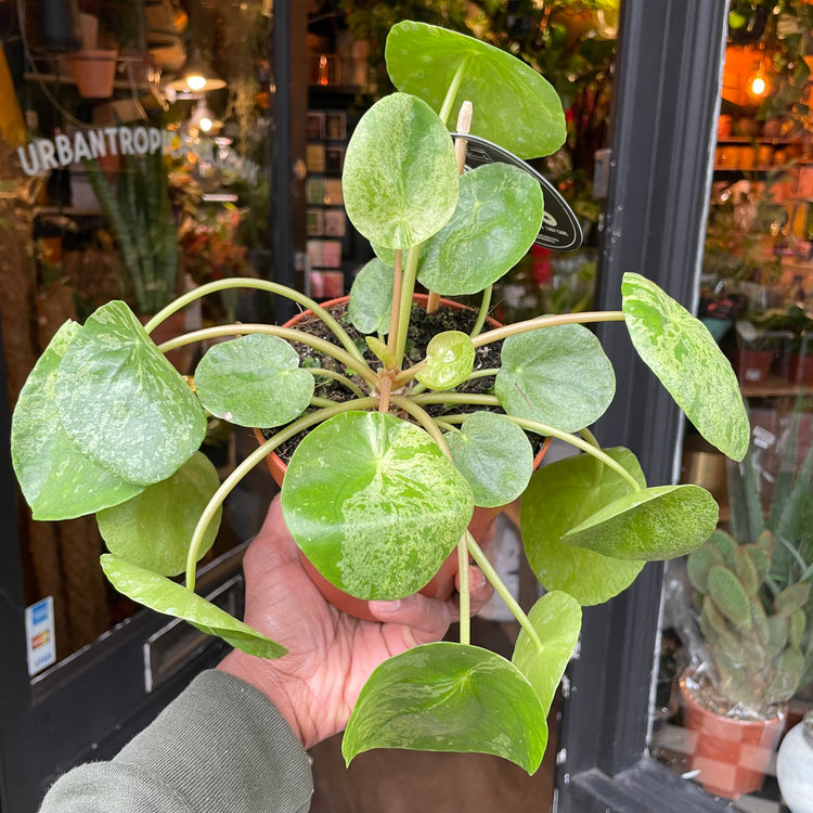 A Pilea Peperomiodes Mojito plant known as a variegated Chinese money plant with round green and white leaves in front of Urban Tropicana&