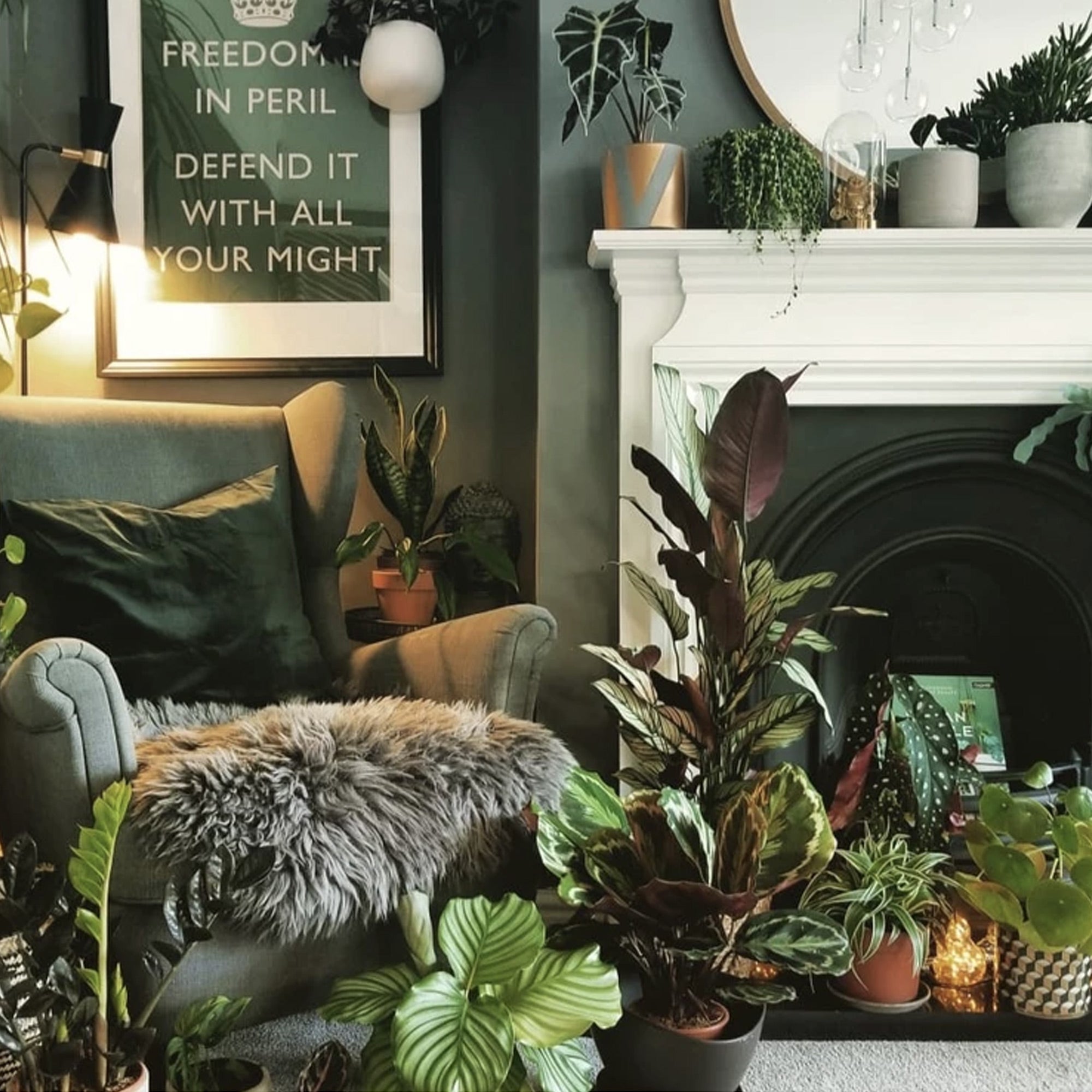 Bring Life to Your Home With House Plants - Urbana Tropicana – Urban ...