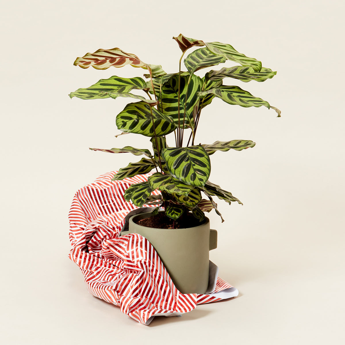 A Calathea Makoyana plant also know as a prayer plant in a light green pot with wrapping paper around it as tho it is a gift