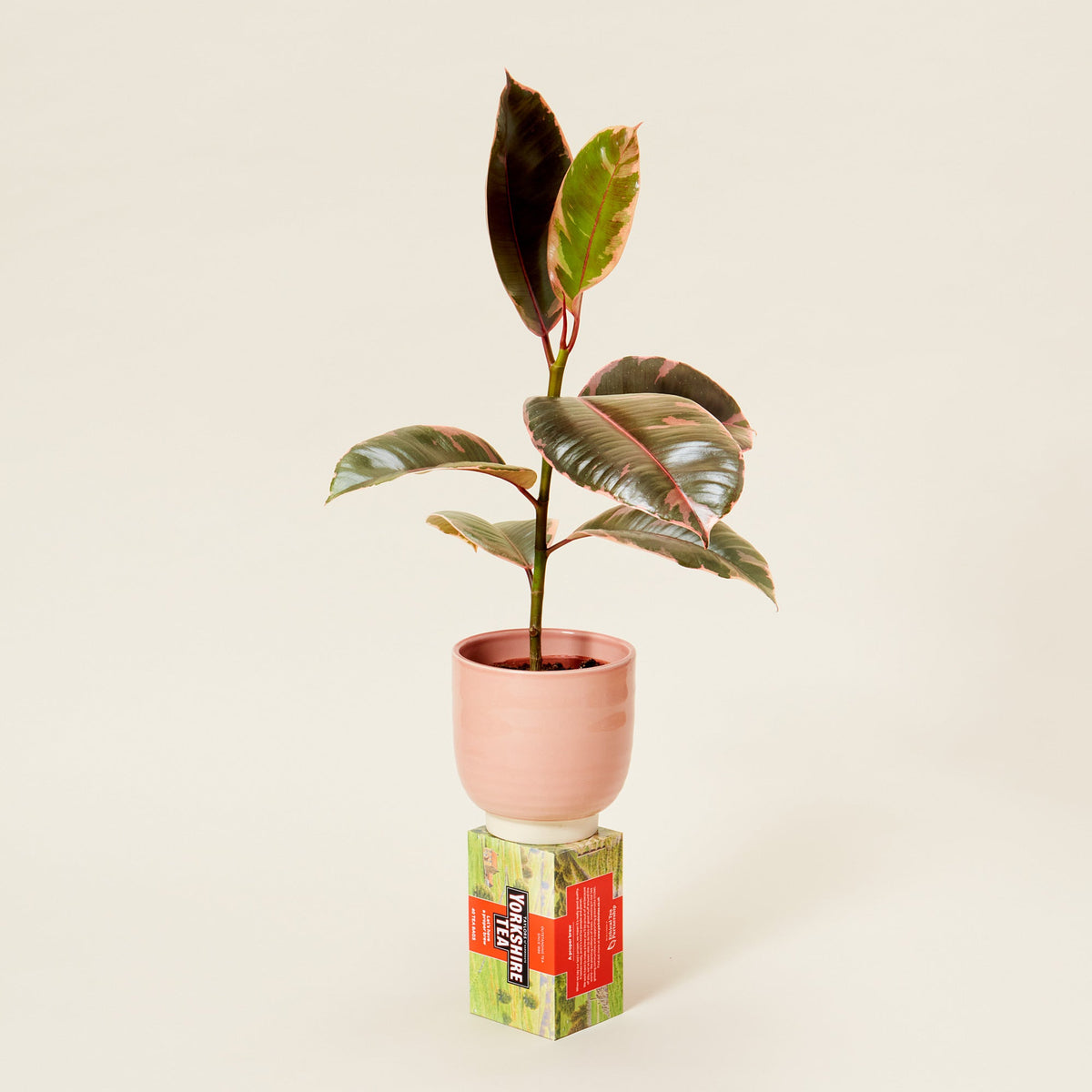 A Ficus Belize plant also know as a rubber plant in a light pink pot sitting on top of a box of Yorkshire tea bags