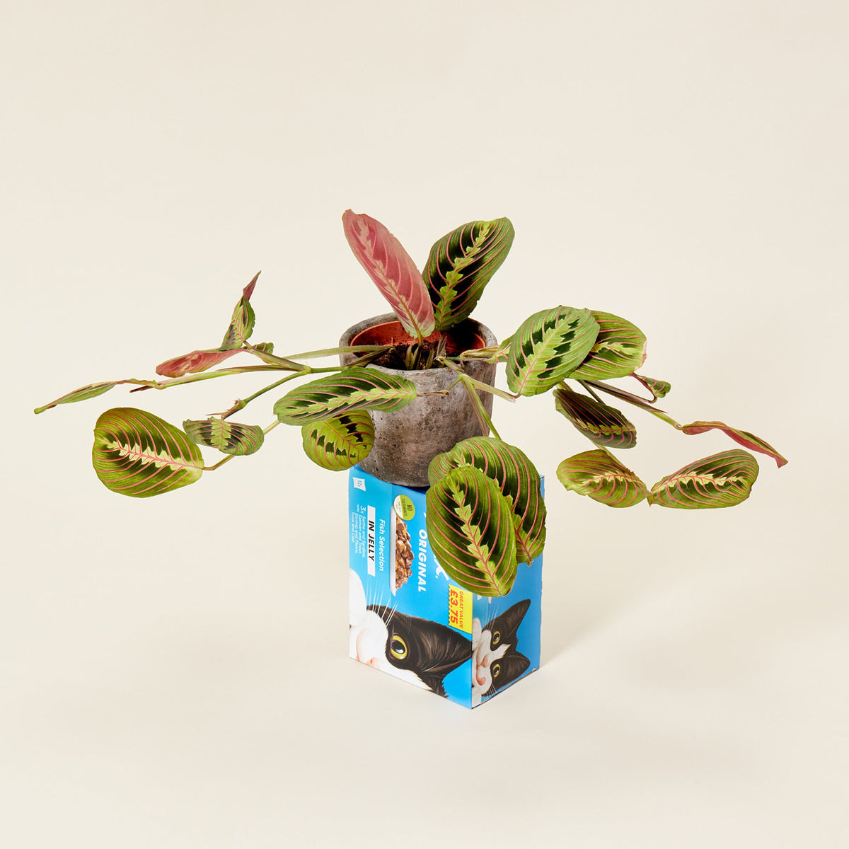 A Maranta Fascinator plant in a grey stone plant pot on top of a blue box of cat food