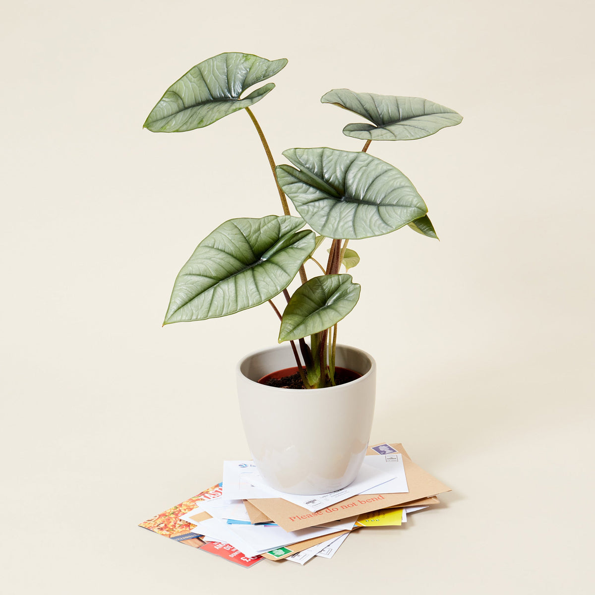 A Alocasia Platinum also know as Elephant Ear plant in a stone coloured pot on top of a pile of letters.