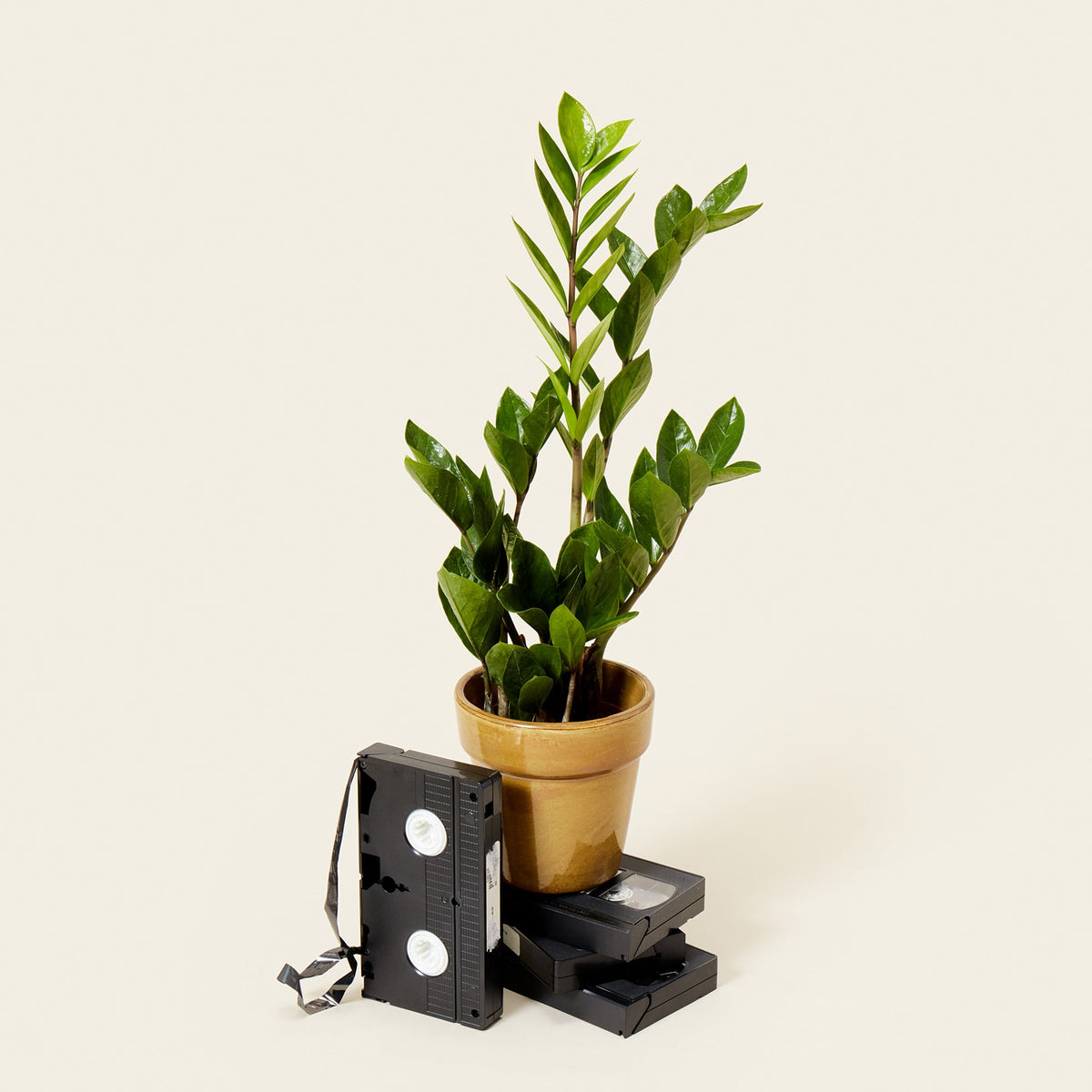 A Zamioculcas Zamiifolia plant in a gold coloured pot sitting on top of a pile of VHS tapes