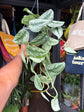 Scindapsus Pictus Trebie | 15cm Hanging pot