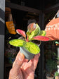 Hoya Australis Lisa Tricolor | 6cm pot