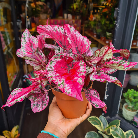 A Begonia Rex Maui plant also known as Fancy Leaf Begonia in front of Urban Tropicana&