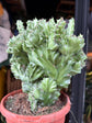 Euphorbia lactea Cristata | 17cm pot