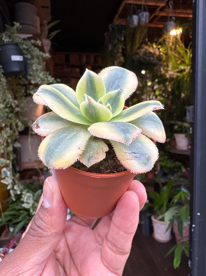 Aeonium Starburst | 5.5cm pot