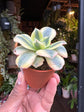 Aeonium Starburst | 5.5cm pot