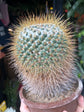 Mammillaria Apolozensis v. Saltensis | 15cm pot