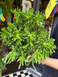 Crassula Ovata Hobbit | 22cm pot
