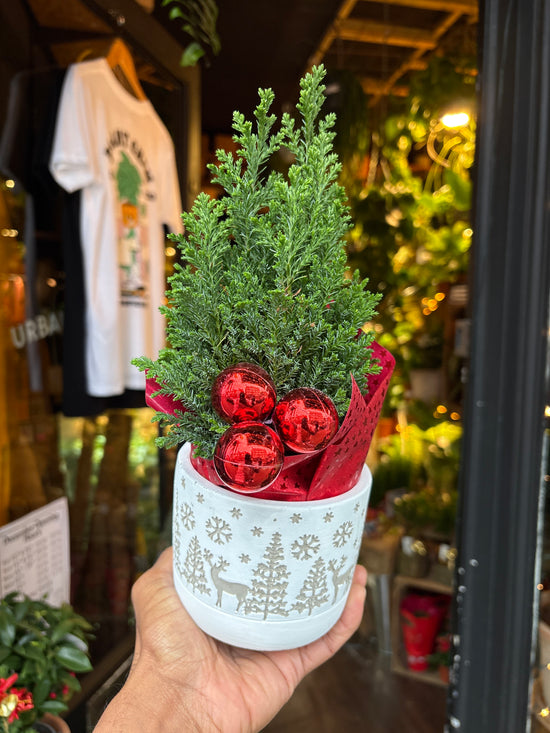 Chamaecyparis Ellwoodii | 11cm ceramic pot