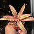 A Cryptanthus Pink Star plant also known as Earth Star plant/Earth Stars in front of Urban Tropicana&