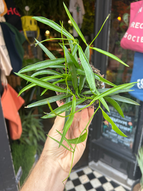 Hoya Longifolia | 9cm pot
