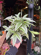 Dracaena Godseffiana ‘Silver’ | 12cm pot