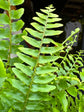 Nephrolepis exaltata &