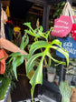 Monstera Burle Marx Flame | 15cm pot