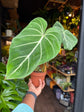 Philodendron Gloriosum | 12cm pot