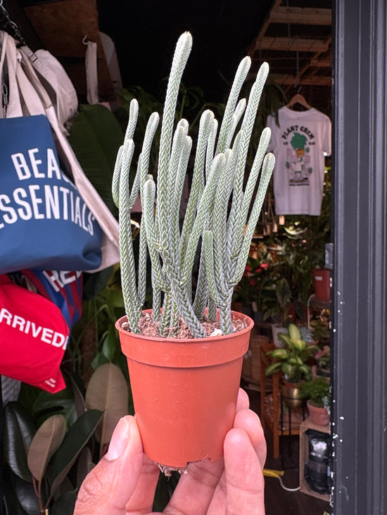 Crassula muscosa &
