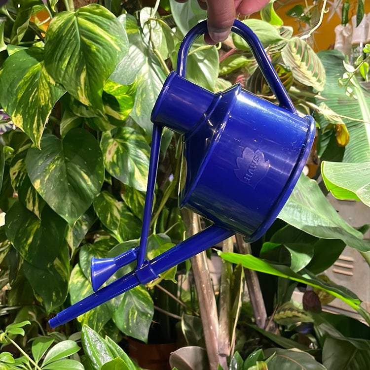 Haws - Langley Sprinker Watering Can in Blue in front of a yellow background