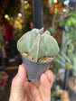 Astrophytum Myriostigma | 6cm pot