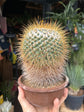 Mammillaria Apolozensis v. Saltensis | 15cm pot