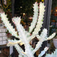 A Euphorbia Lactea White Ghost plant also known as a milk tree in front of Urban Tropicana&