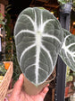 Alocasia Ninja | 9cm pot