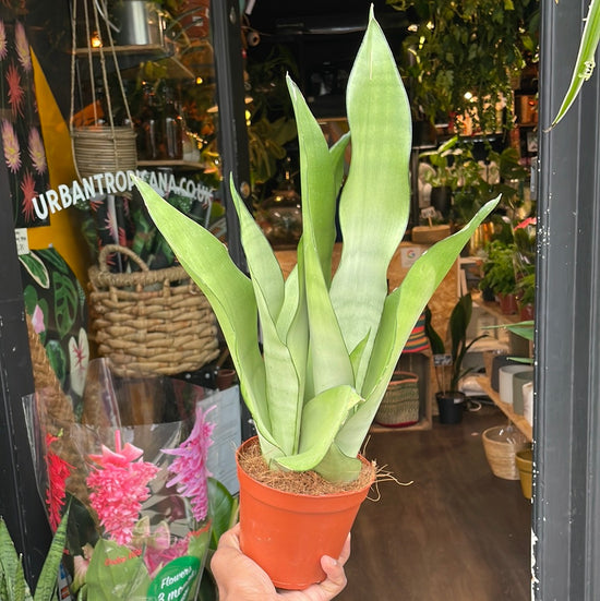 A Sansevieria Moonshine also know as a type of Snake plant in front of Urban Tropicana&